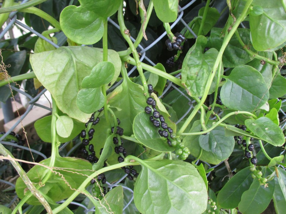 Шпинат Базелла