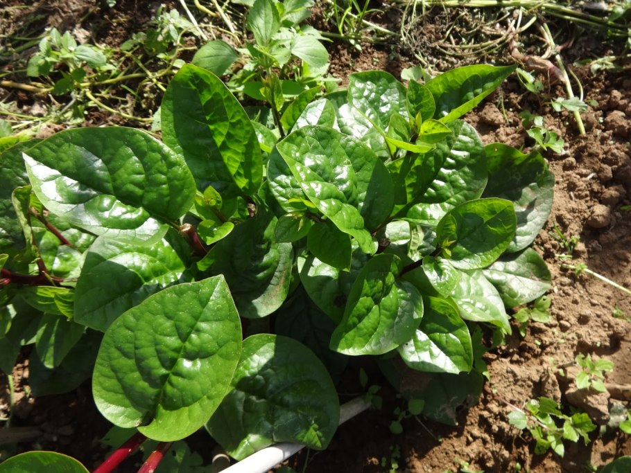 Базелла малабарский шпинат