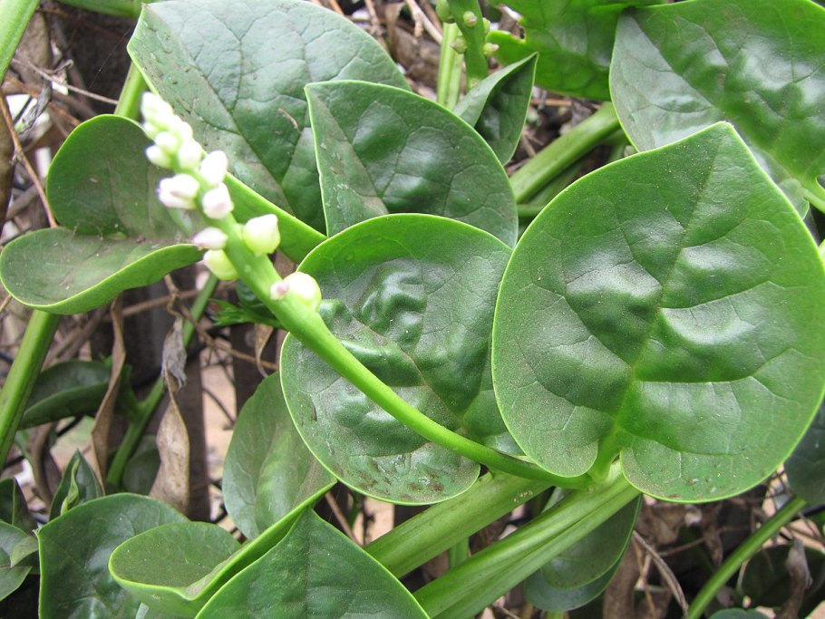 Базелла посуда