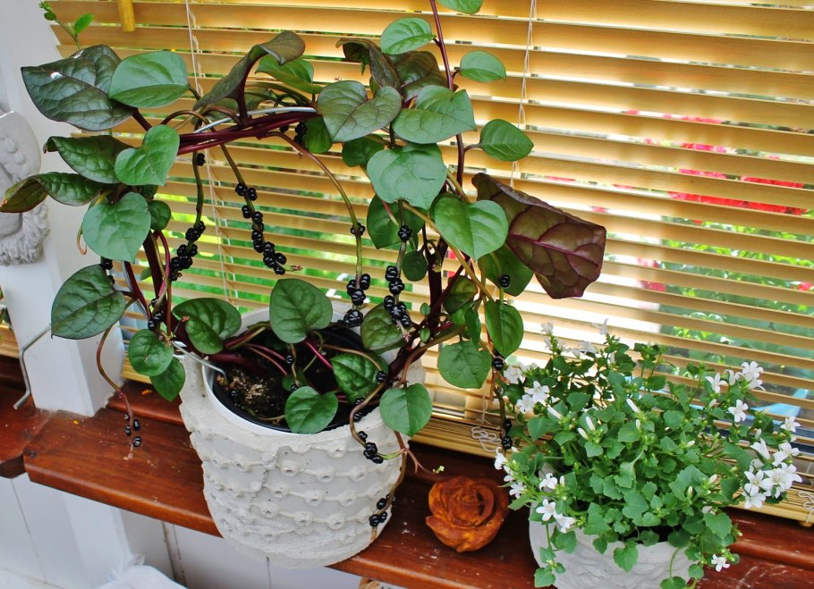 Базелла малабарский шпинат