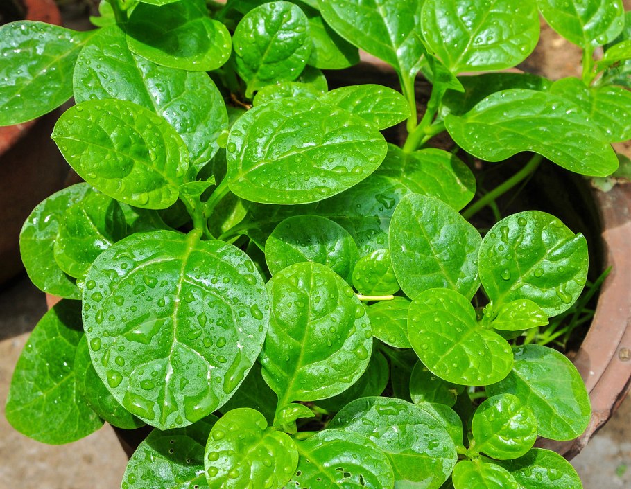 Базелла Лиана