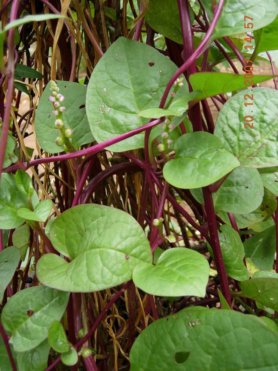 Базелла Лиана