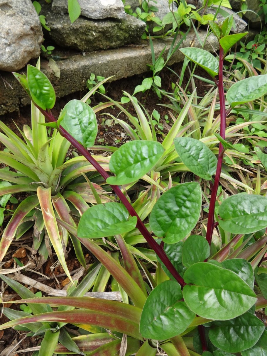 Базелла. Розовая