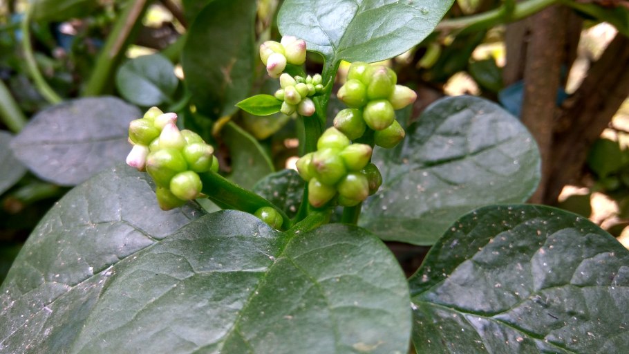 Базелла /чин/ 1шт