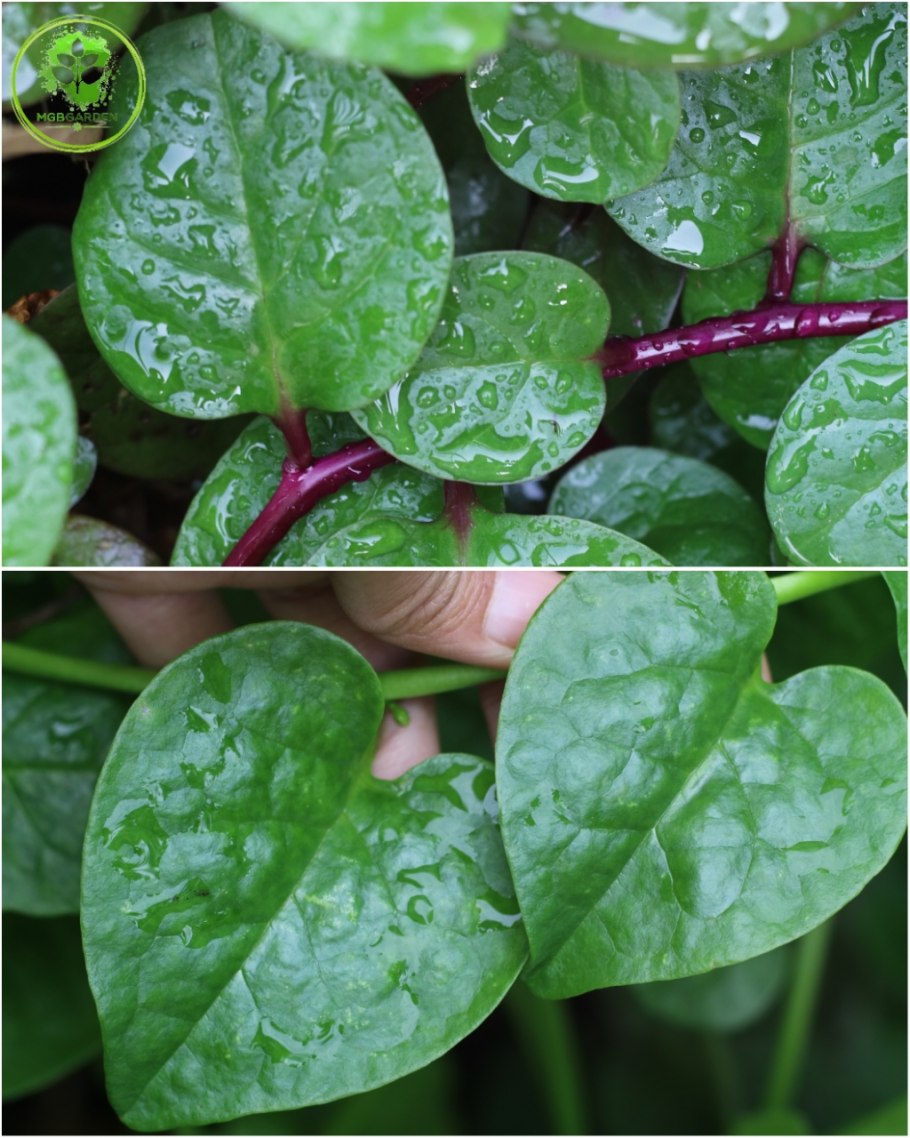 Malabar шпинат