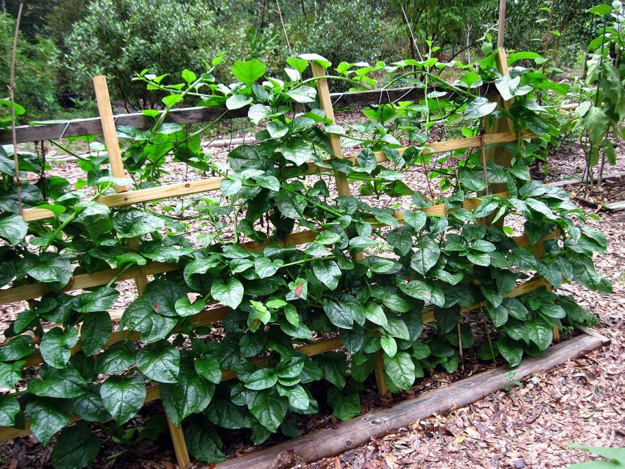 Базелла Альба