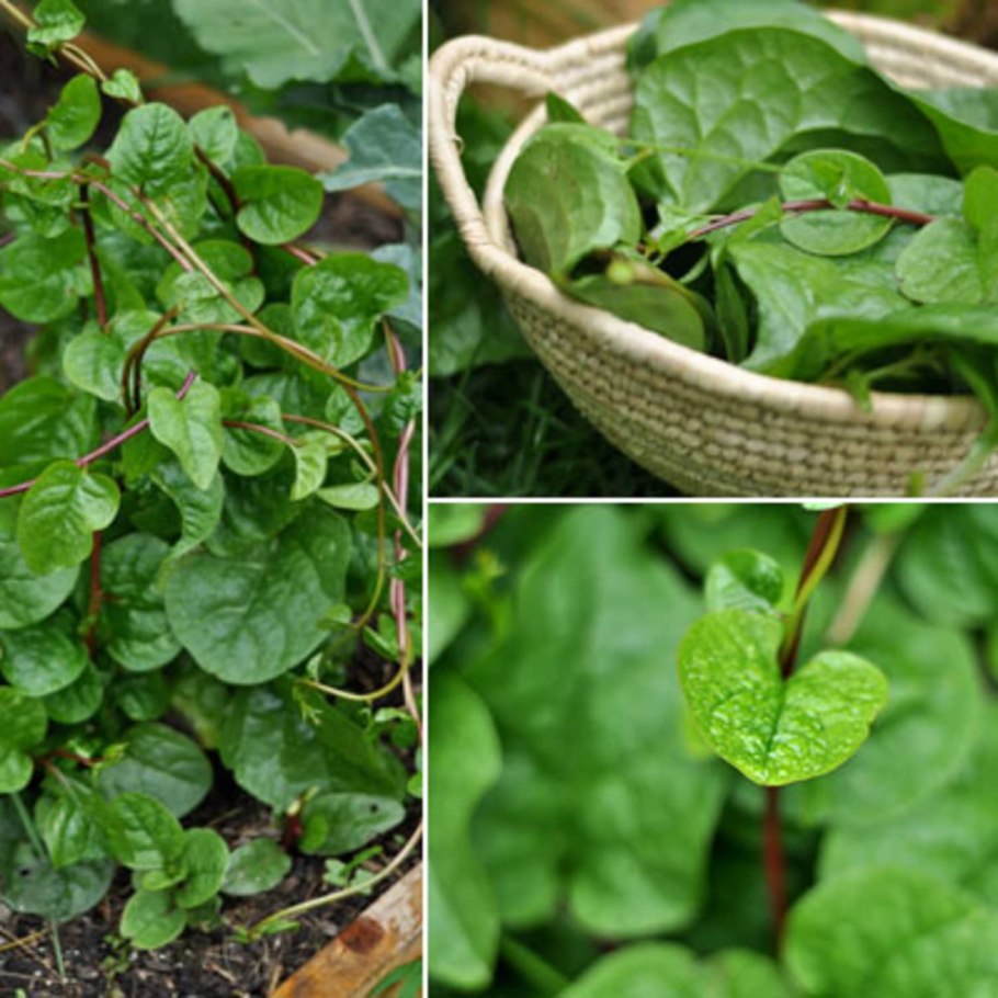 Malabar spinach