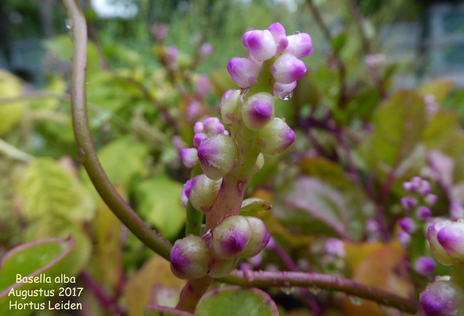 Шпинат Базелла