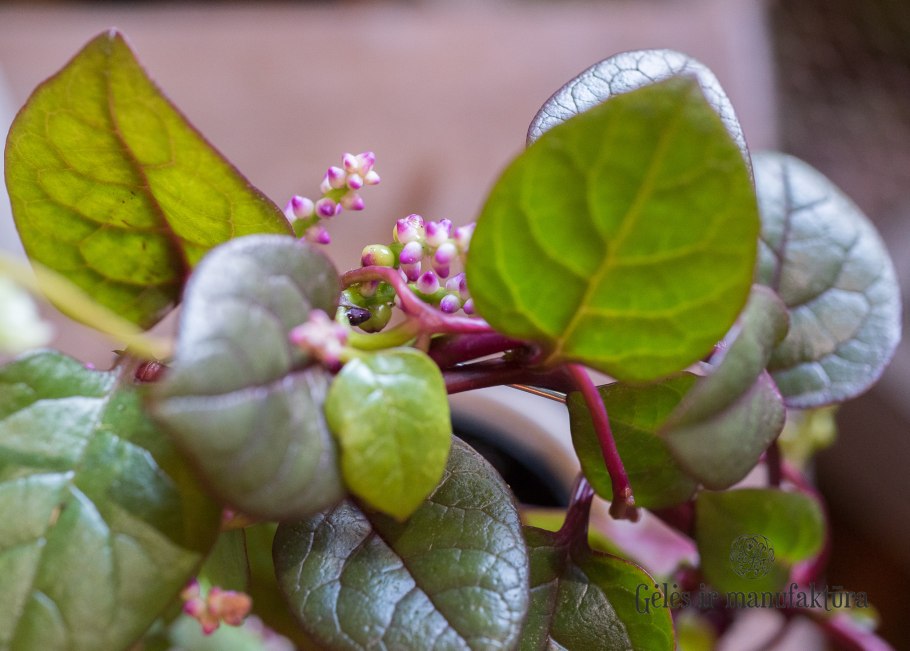 Базелла. Розовая