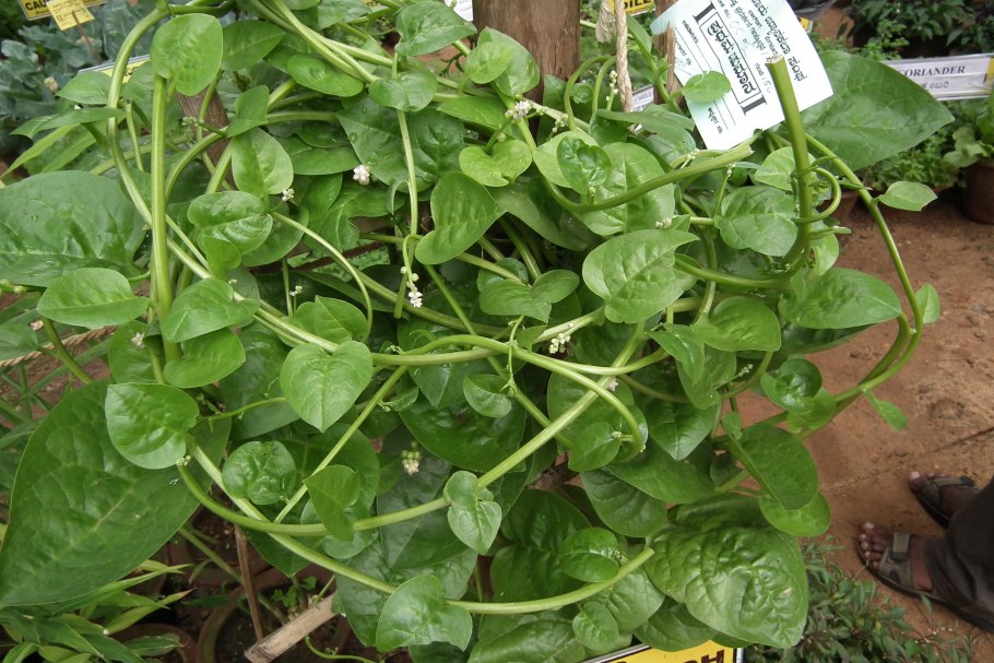 Базелла Альба