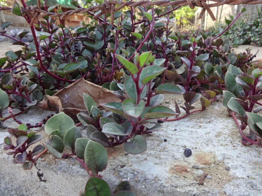 Цветок Базелла цветение