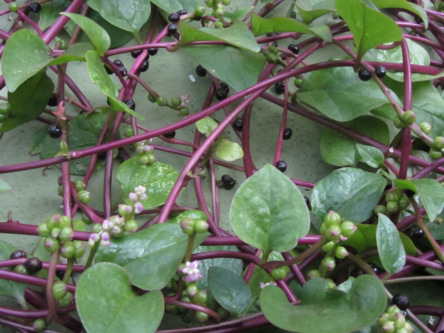 Базелла Альба