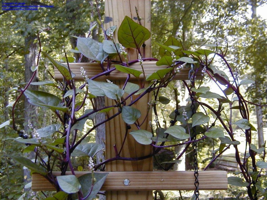 Базелла Лиана