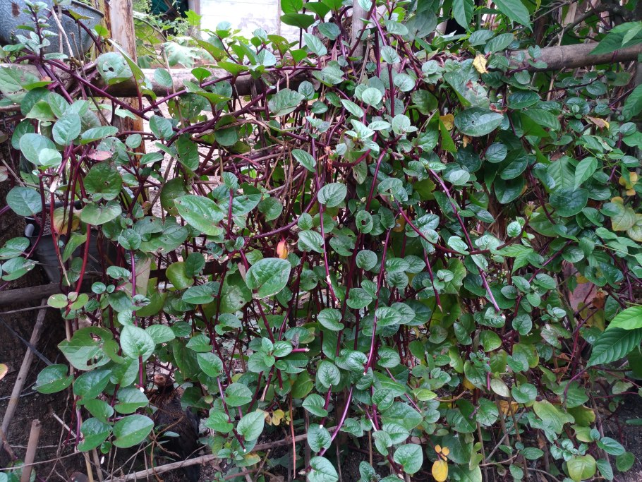 Шпинат Базелла