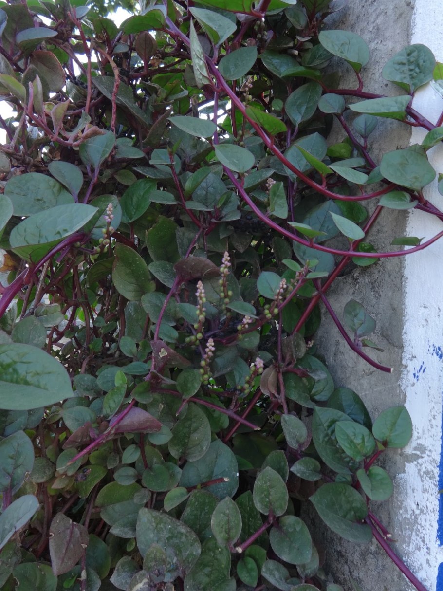 Базелла Альба