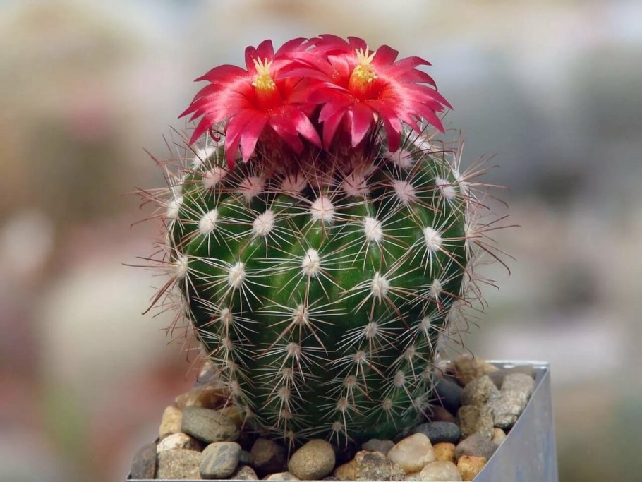 Кариофил Кактус