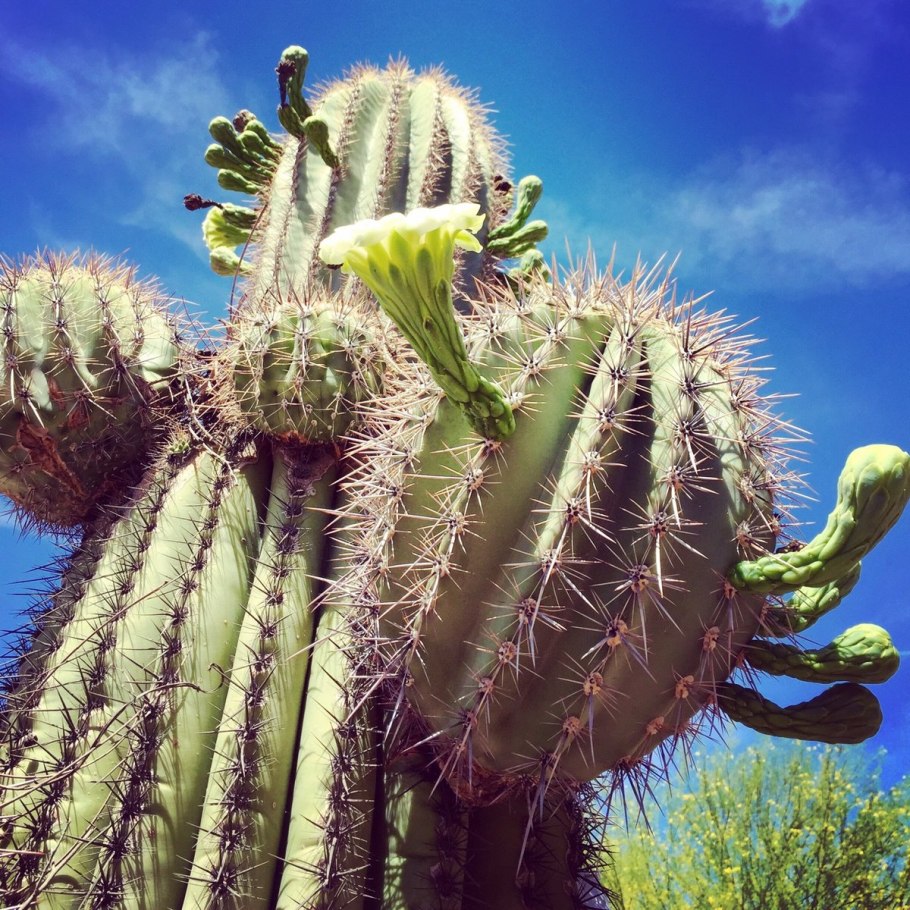 Кактус цереус уругвайский