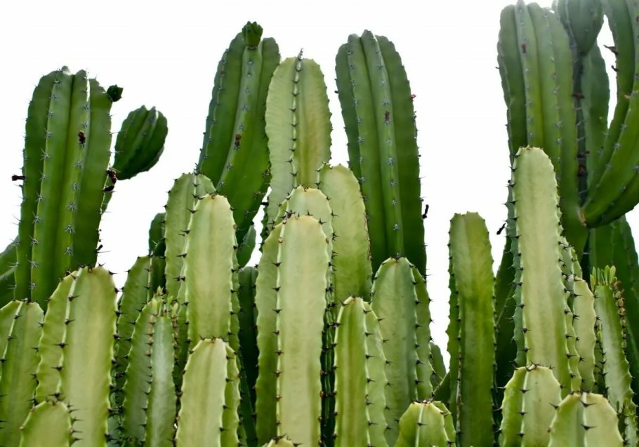 Acanthocereus tetragonus