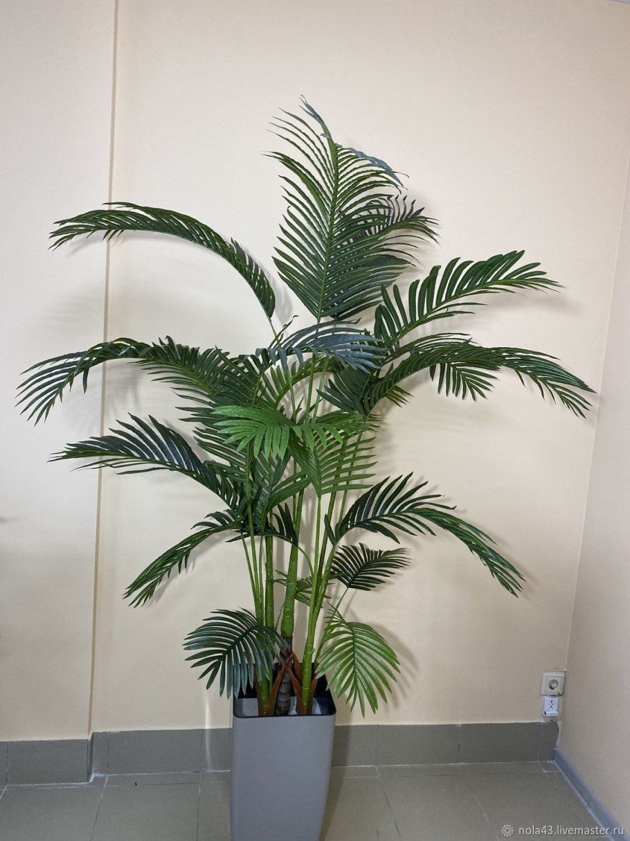 Пальма финик Канарский Луксор