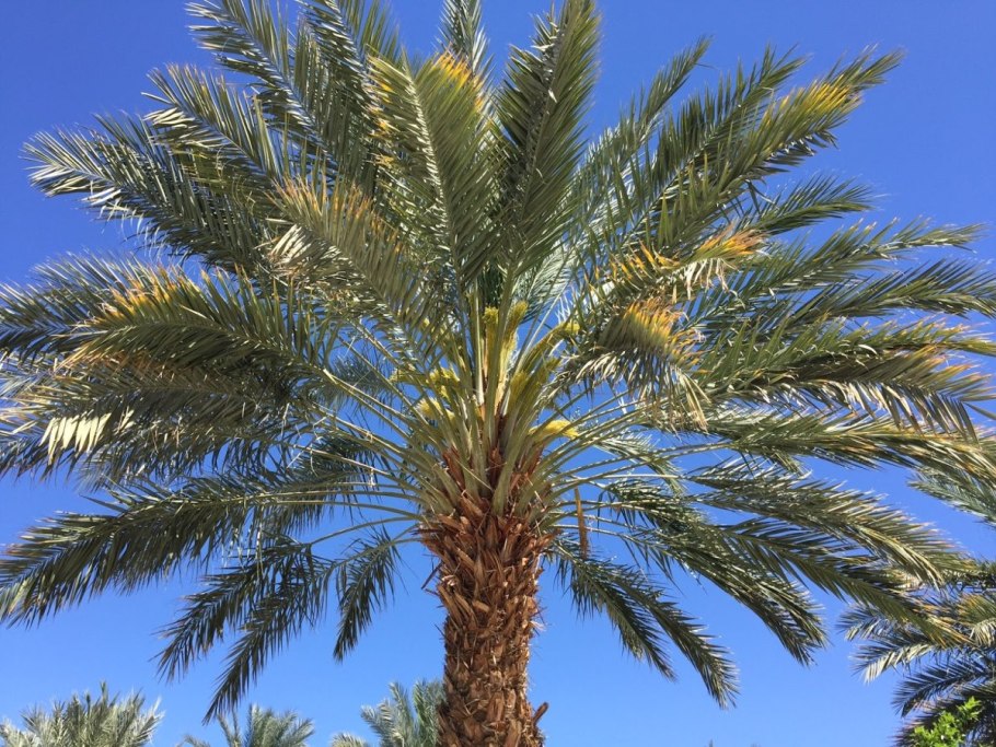 Финиковое дерево в России