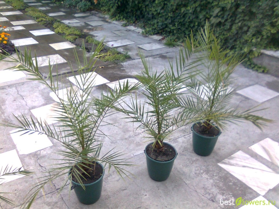 Финиковая Пальма в оранжерее