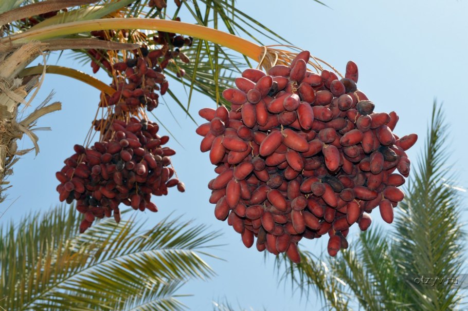 Степные финики дерево