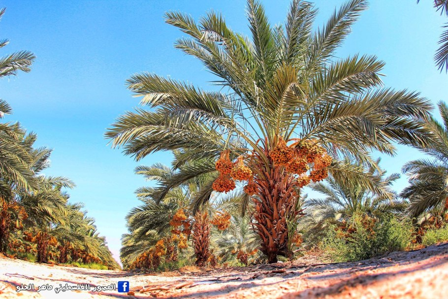 Финиковая пальма иран