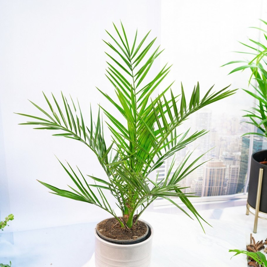 Финик пальчатый