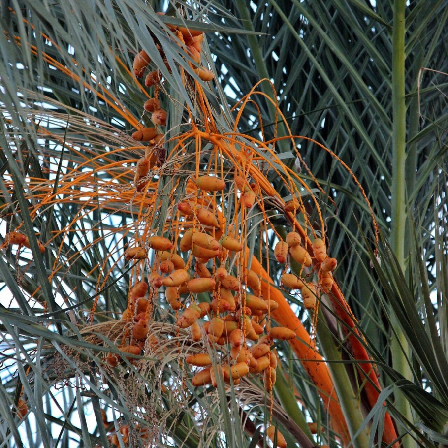 Финиковая пальма