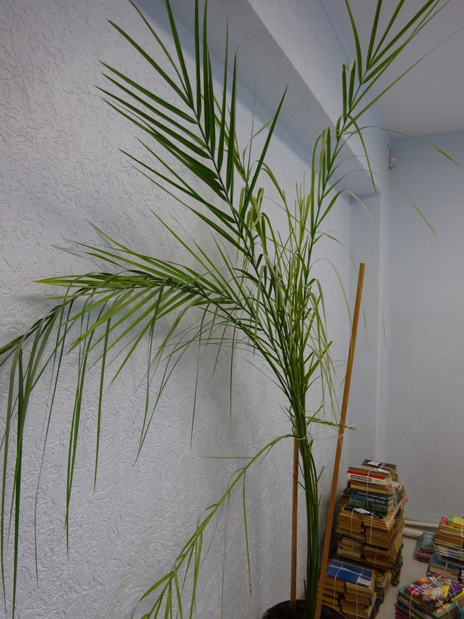 Финик робелини