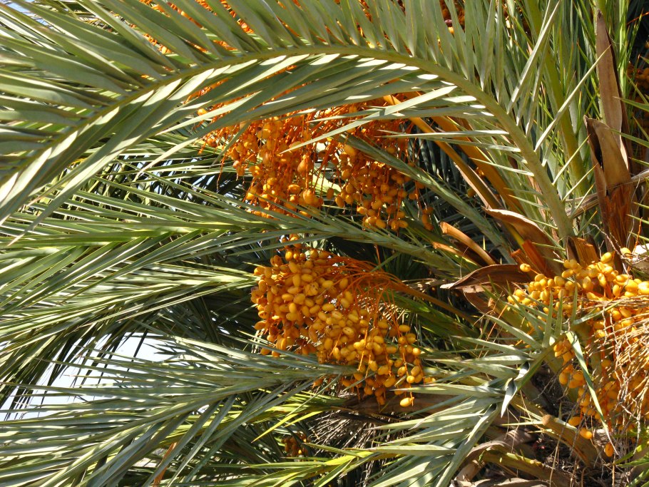 Семена пальмы Канарский финик