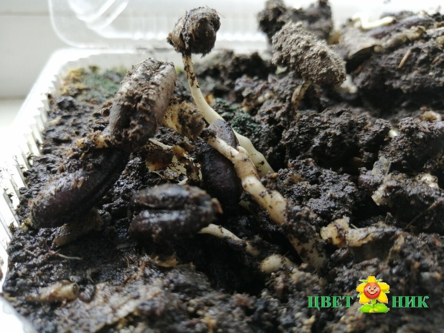 Финик росток