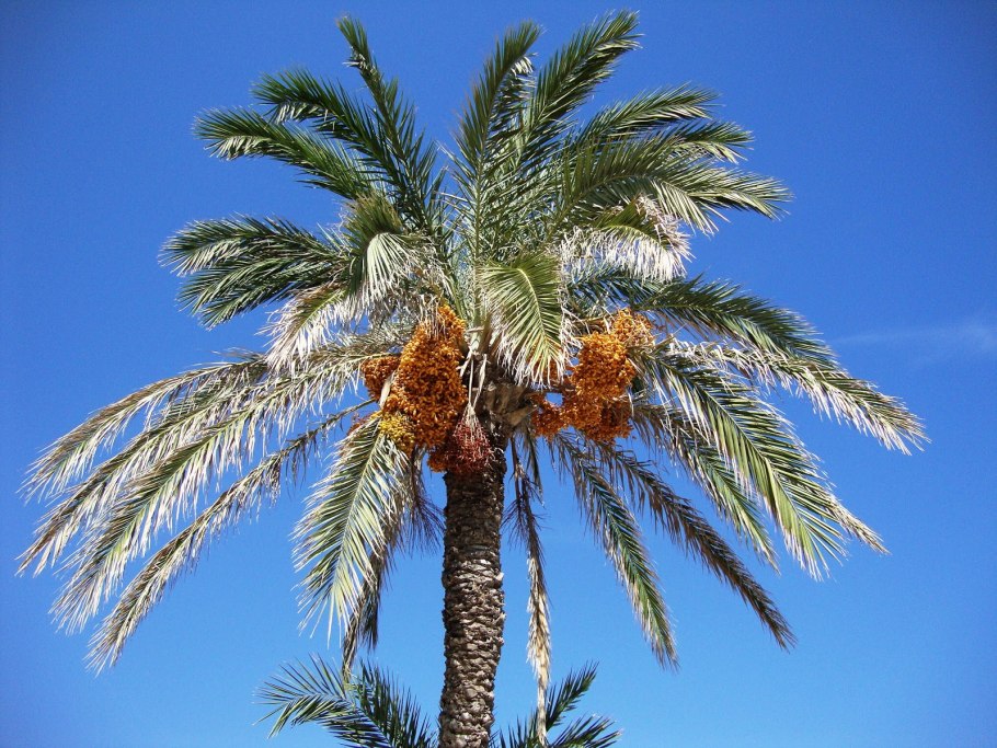 Финик Робелена Phoenix roebelenii