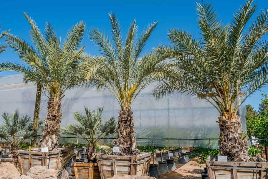 Пальма финик канарский