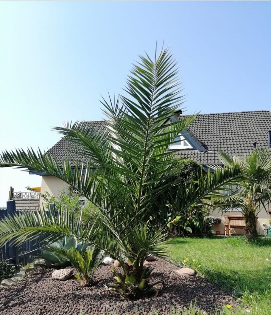 Хадрави финики