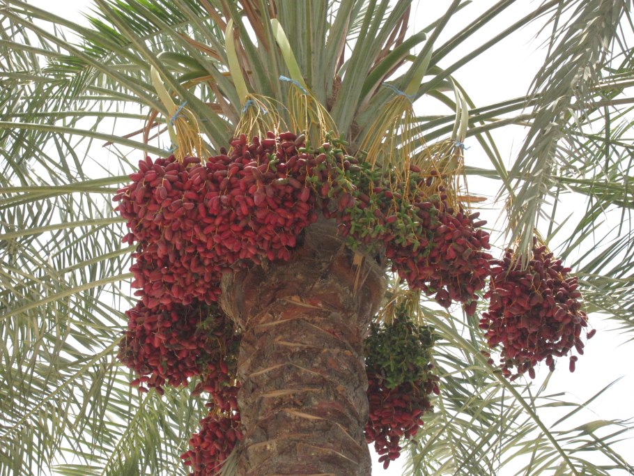 Финиковая Пальма (финик пальчатый)