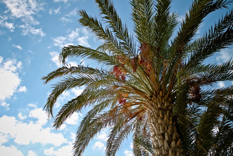 Финиковая пальма в африке