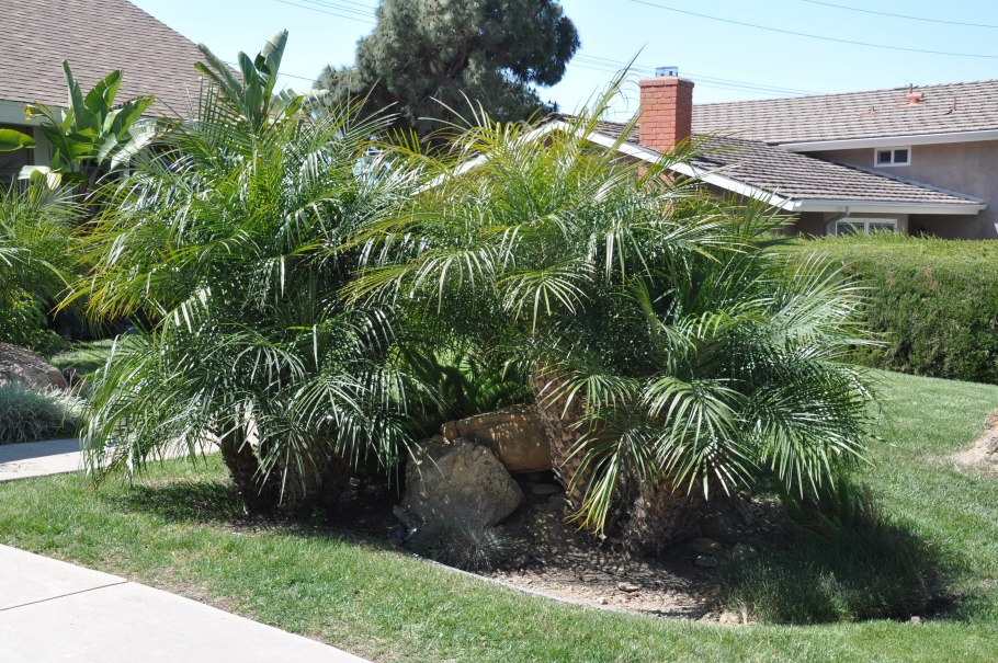 Финик Канарский Луксор семена