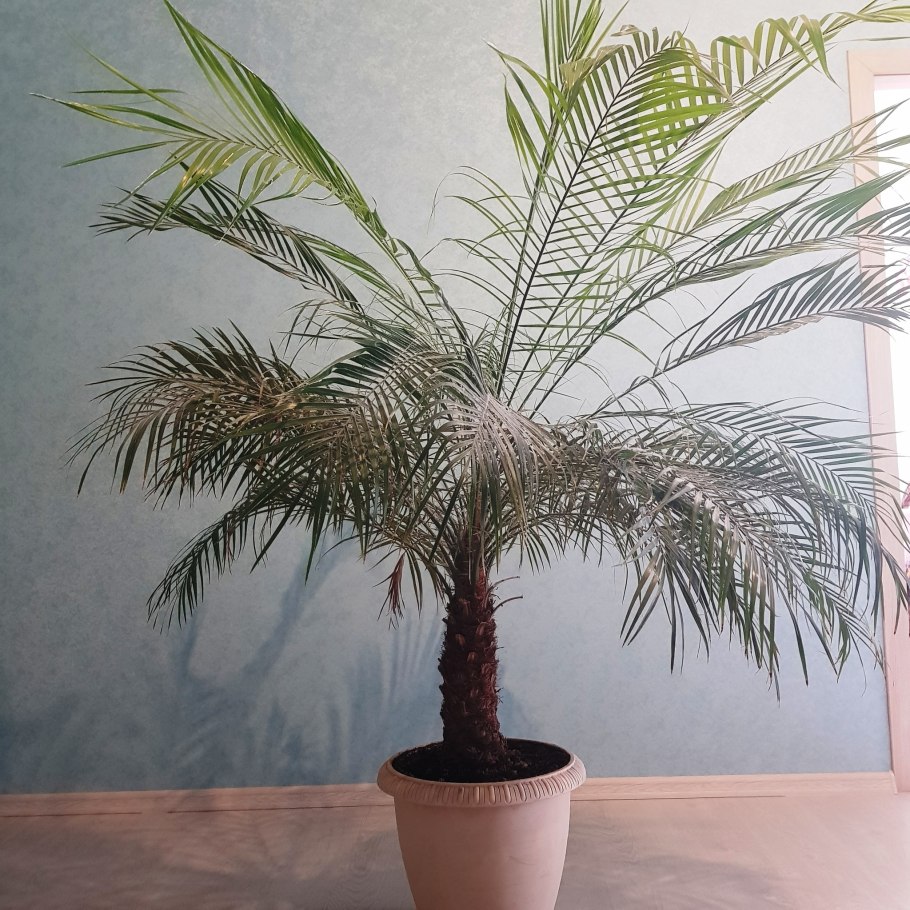 Цветок финик Канарский