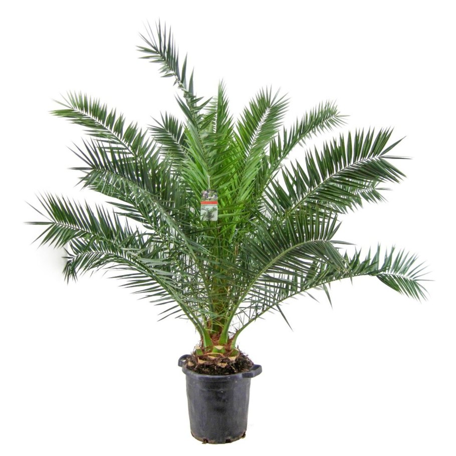 Финик робелена