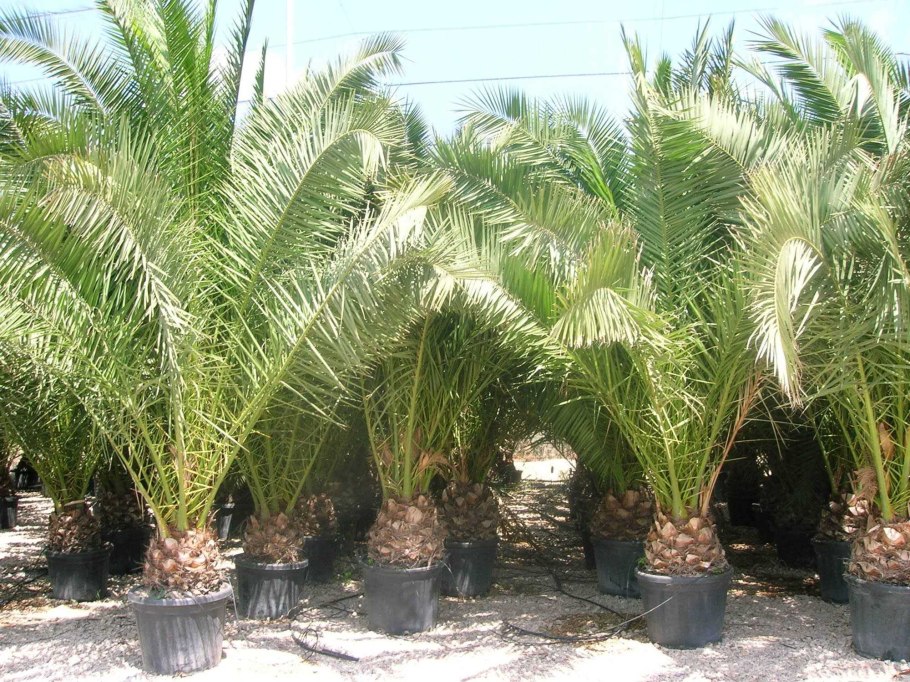 Финиковая Пальма Мафусаил