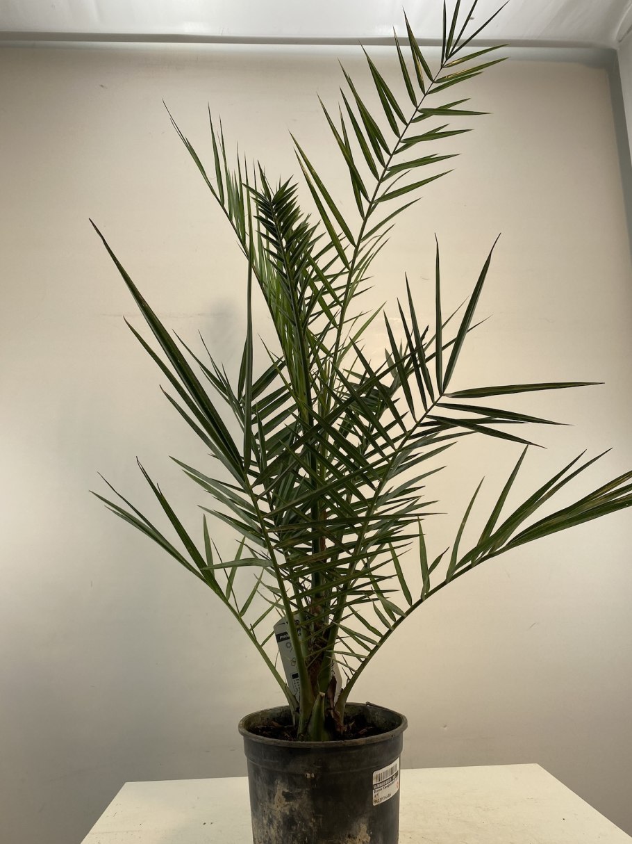 Финиковая Пальма в Месопотамии