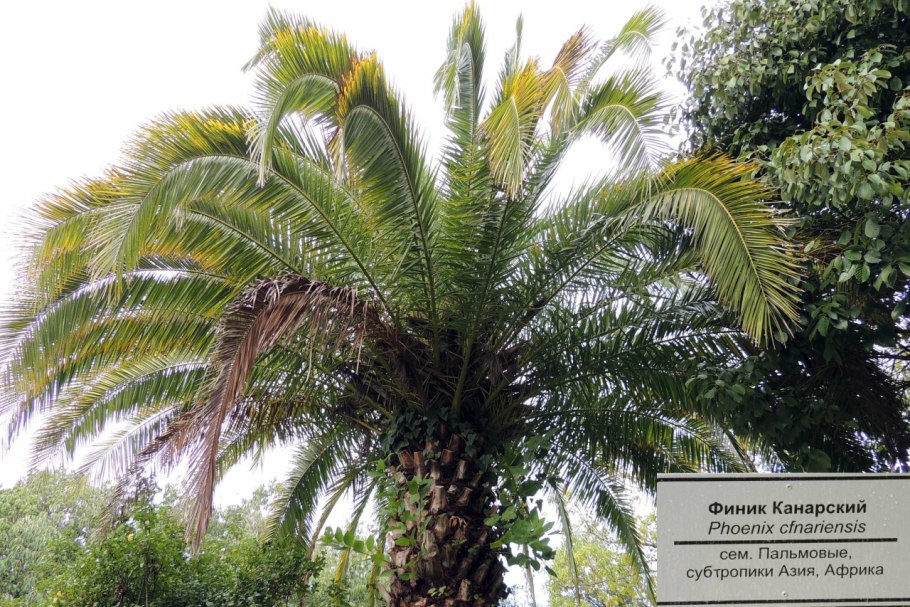 Финики на дереве в России