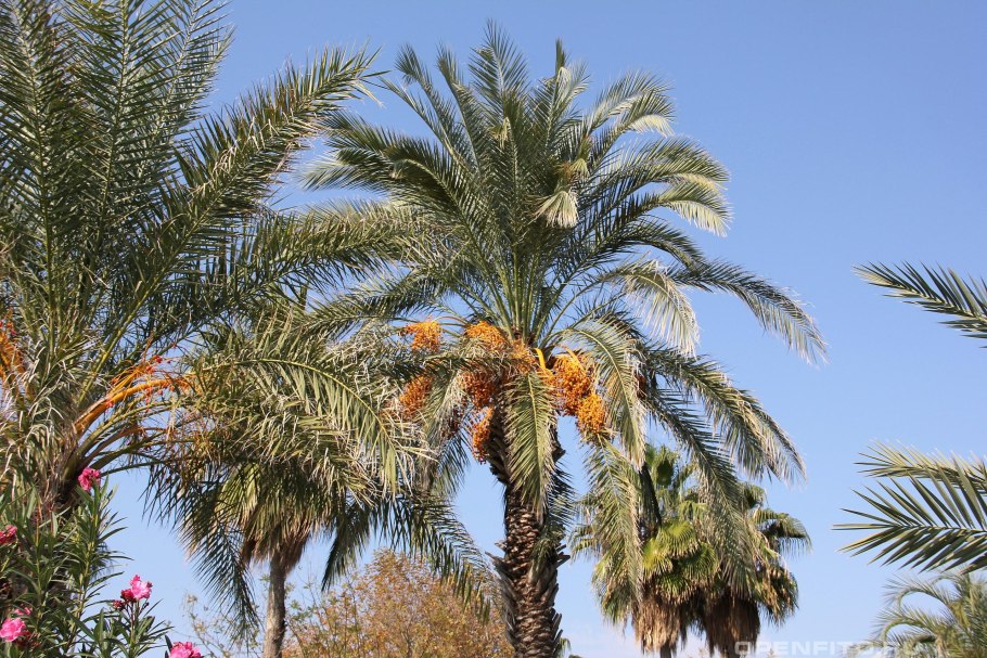 Финик Канарский