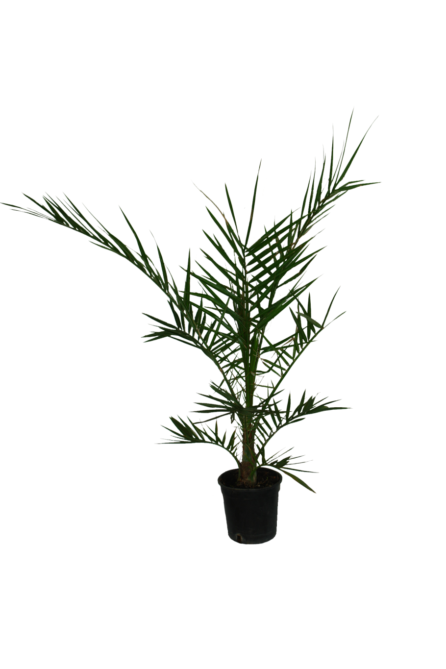 Пальма финик Канарский Луксор