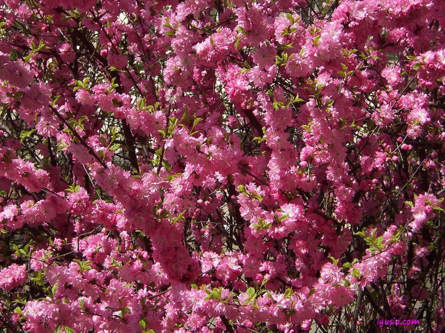 Миндаль луизеания махровый