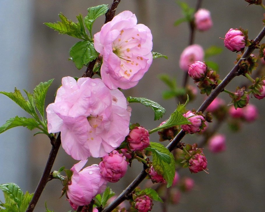 Миндаль трехлопастный куст