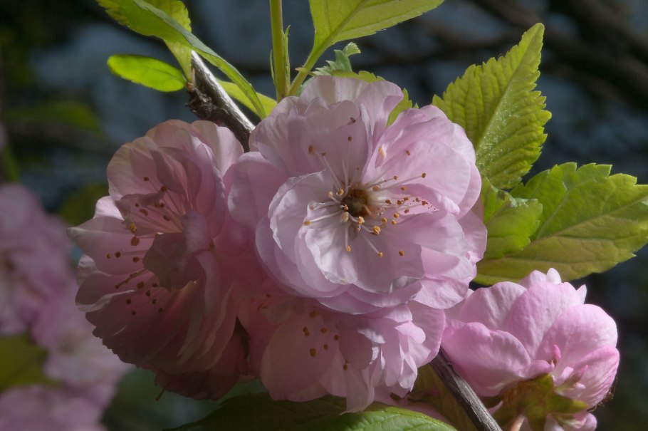 Миндаль трехлопастный луизеания