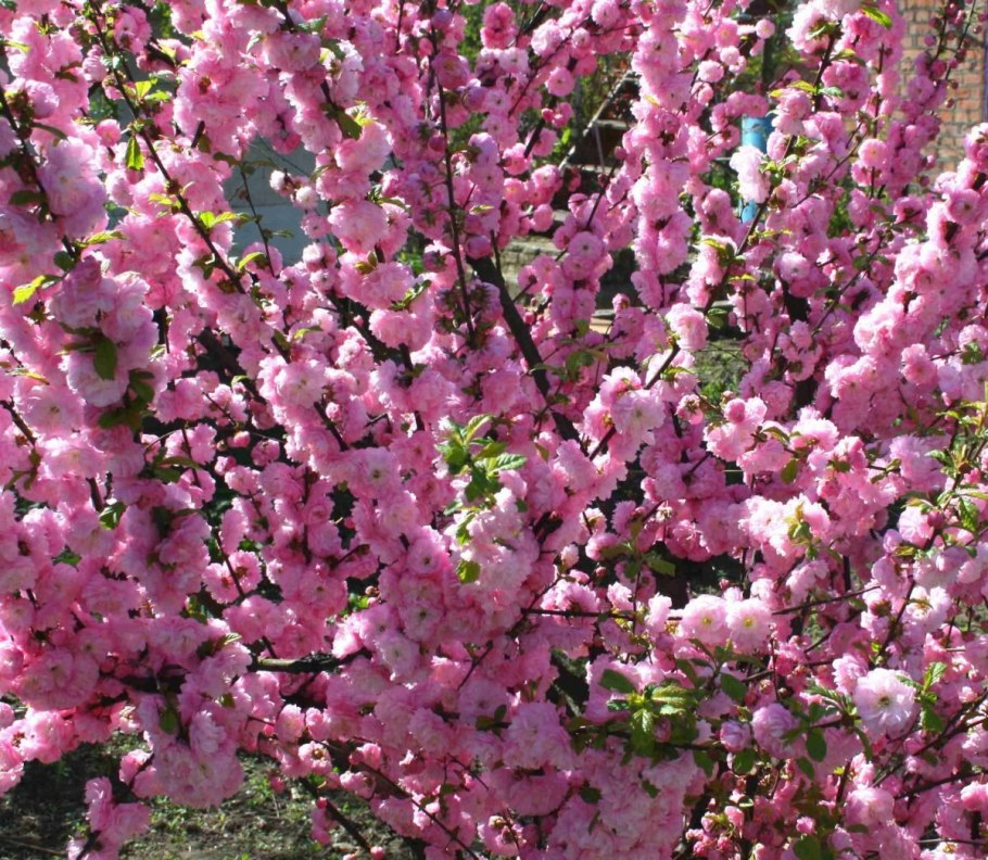 Миндаль трехлопастной (луизиания)