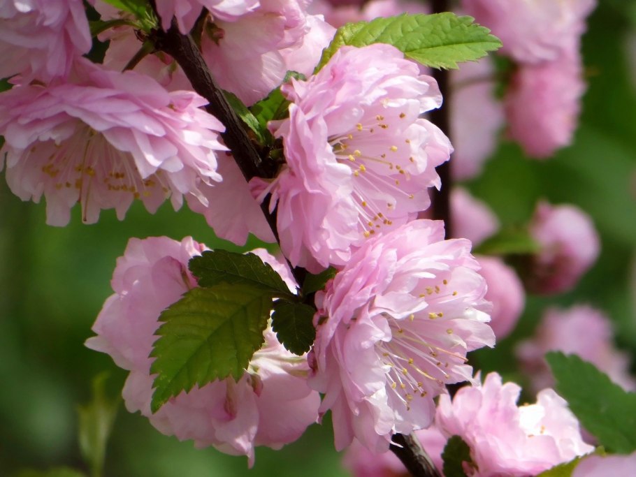 Миндаль трехлопастный луизеания